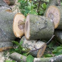 Tree Felling