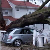 Tree Crown Reduction