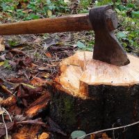 Stump Grinding